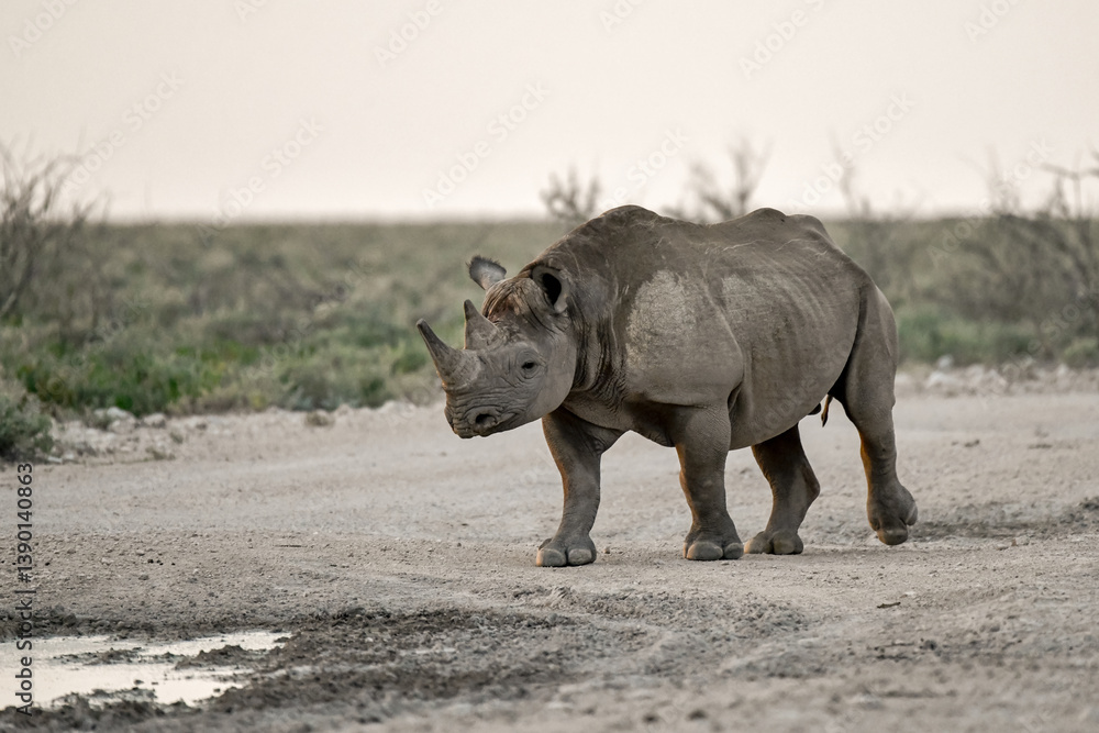 Fototapeta premium wild rhino in savanna ,Botswana , Africa