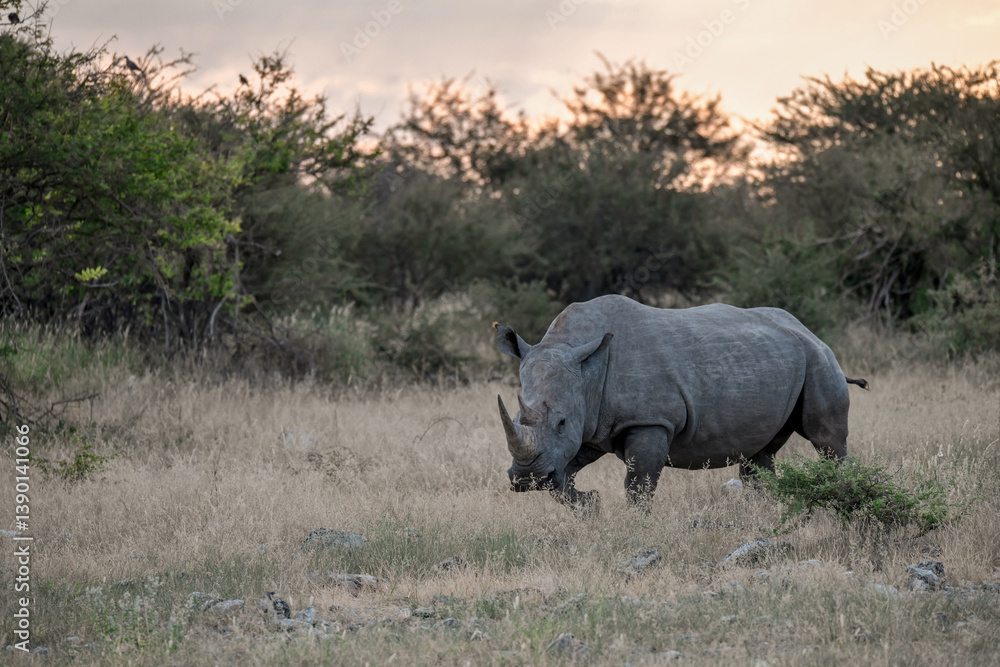 Fototapeta premium wild rhino in savanna ,Botswana , Africa