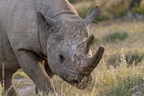 wild rhino in savanna ,Botswana , Africa