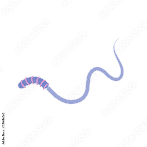Human Sperm tail Anatomy