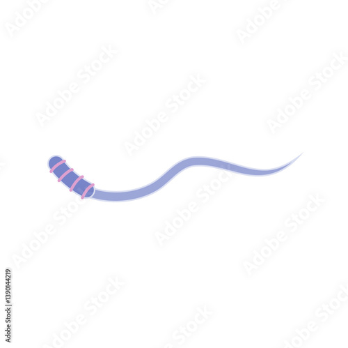Human Sperm tail Anatomy