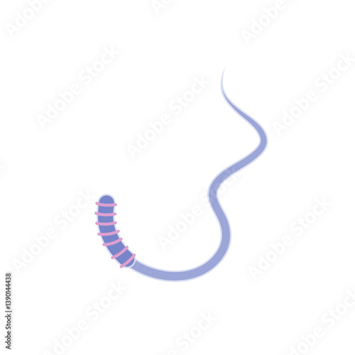 Human Sperm tail Anatomy