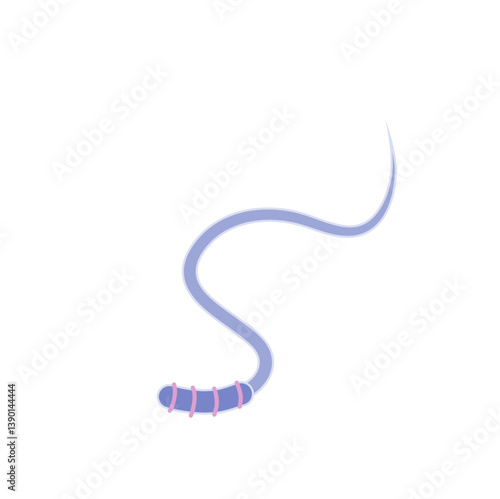 Human Sperm tail Anatomy