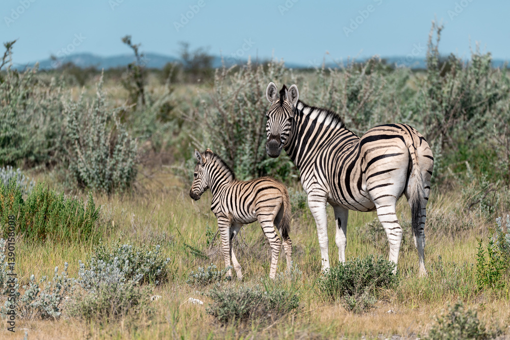 Fototapeta premium zebra in the wild savanna, animal of africa