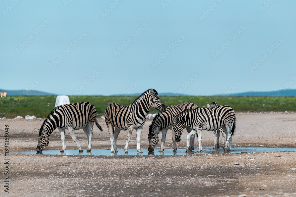 Obraz premium zebra in the wild savanna, animal of africa