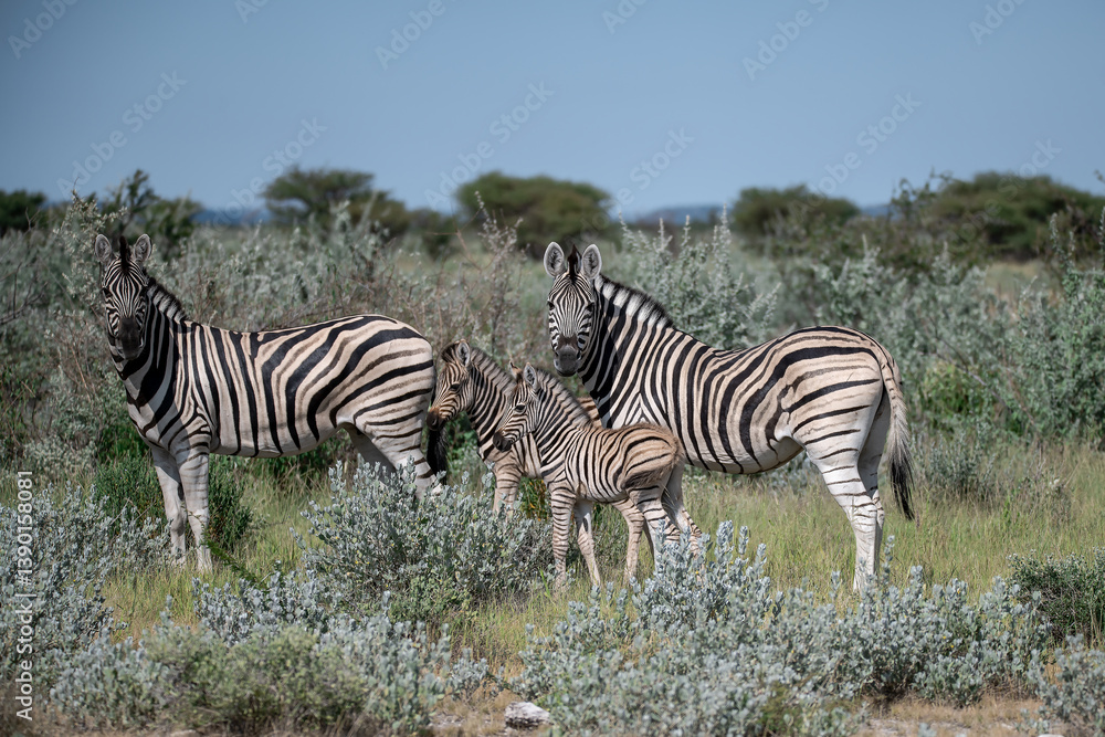 Obraz premium zebra in the wild savanna, animal of africa