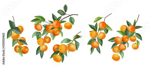 Watercolor orange. Mandarin fruit tree, branch leaf paint for juice, tropical citrus dessert or juicy fresh food. Summer plants. Botanical isolated graphic element. Vector illustration