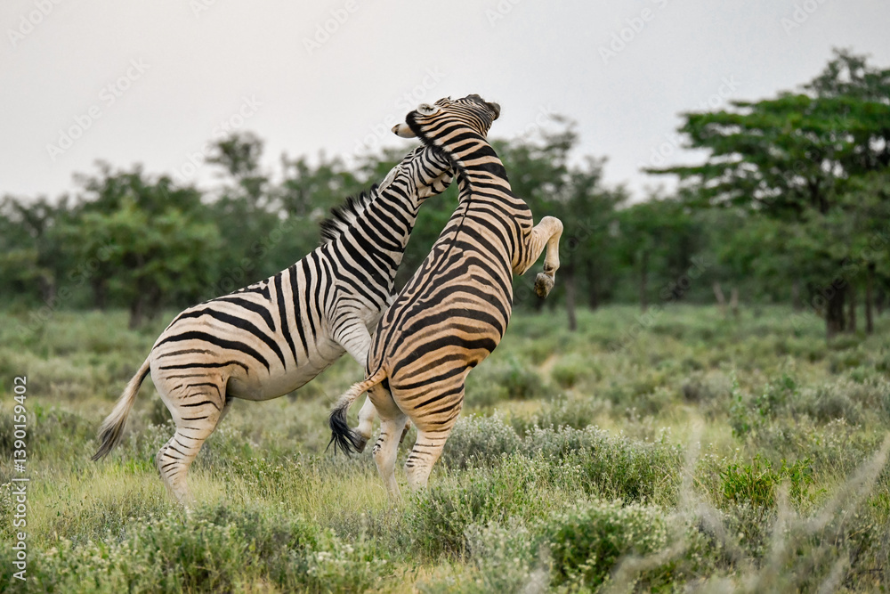 Fototapeta premium zebra in the wild savanna, animal of africa