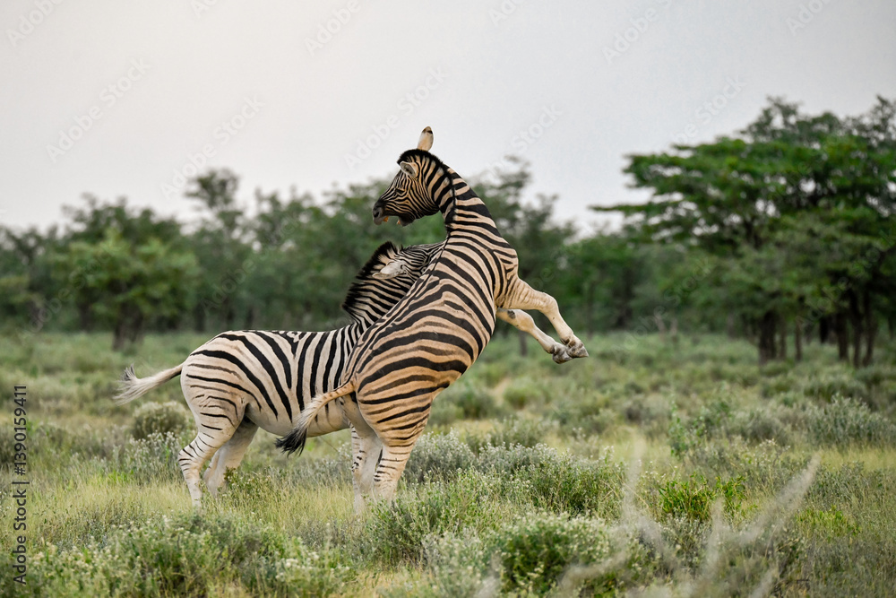 Fototapeta premium zebra in the wild savanna, animal of africa