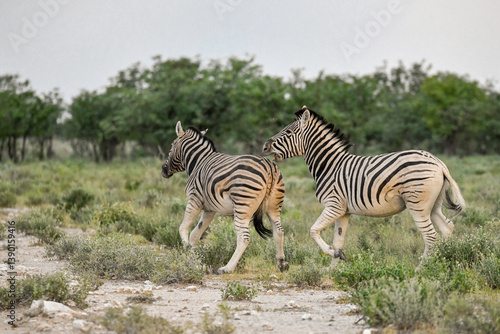 zebra in the wild savanna, animal of africa