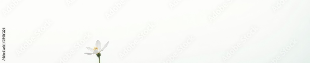 Fototapeta premium Small white bloom of flower stem in isolation on white, botanical, nature photography, flower