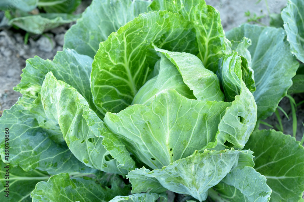 Cabbage growing in the garden. Top view of the broad leaves of the forming cabbage. Cabbage growing in the garden. Top view of the broad leaves of the forming cabbage.