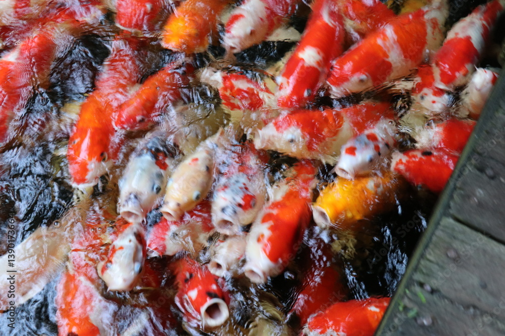The koi in the large pond have beautiful colors. The koi in the large pond have beautiful colors.