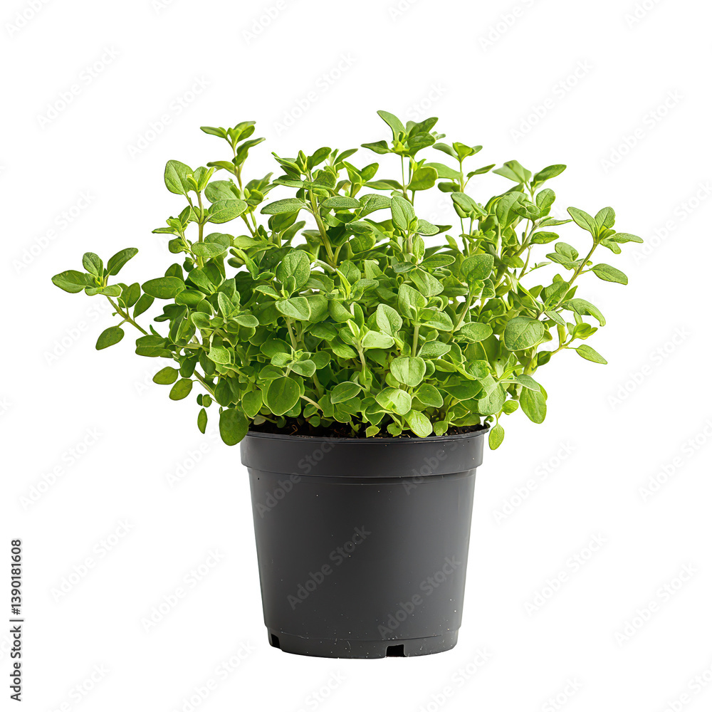 Thyme plant png aromatic thyme plant png culinary thyme plant png garden thyme plant png lush thyme plant png fresh thyme plant png transparent background image Thyme plant png aromatic thyme plant png culinary thyme plant png garden thyme plant png lush thyme plant png fresh thyme plant png transparent background image