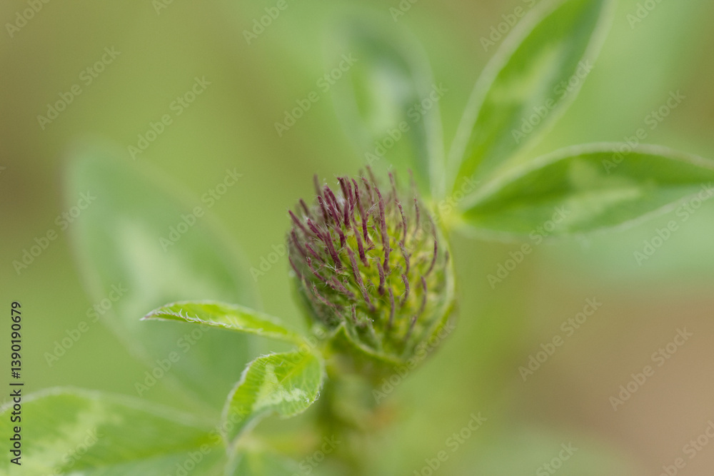 close-up of Trifolium medium bud, close-up of medium clover, green-pink bud of Trifolium medium, slowly opening pink petals, green background close-up of Trifolium medium bud, close-up of medium clover, green-pink bud of Trifolium medium, slowly opening pink petals, green background
