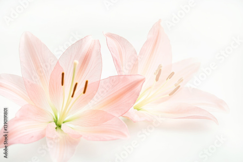 Soft pink lilies with delicate petals and stamen in dreamy light on white background, creating a gentle floral abstract mood of purity and calmness.
