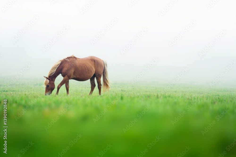 Fototapeta premium Horse grazing peacefully on green field with misty light background creating calm and serene atmosphere in nature landscape photo.