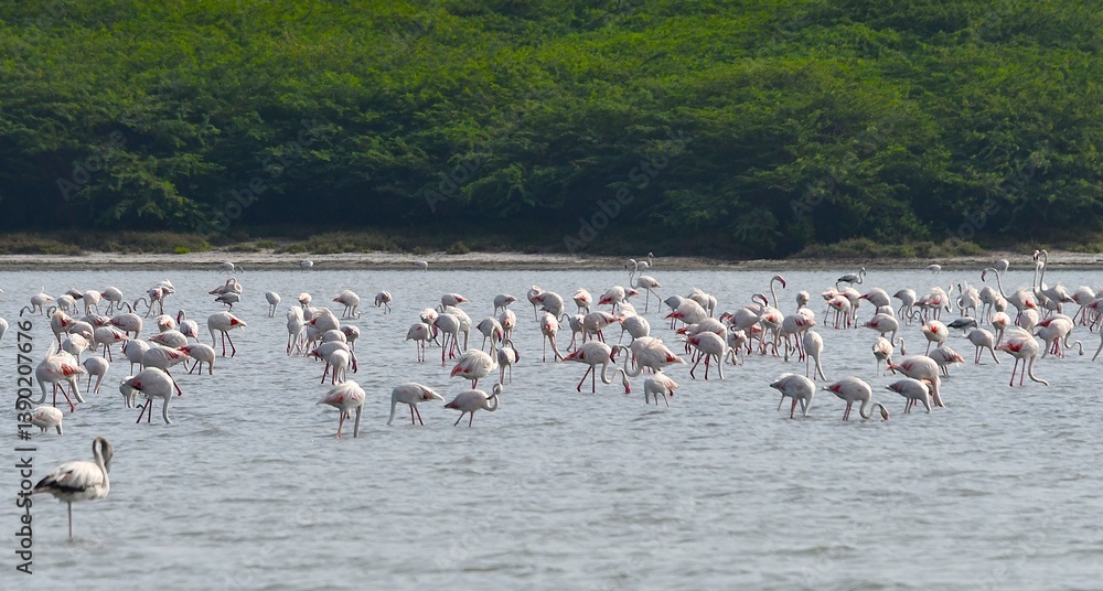 Fototapeta premium flock of flamingos