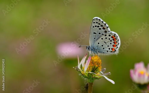 Wallpaper Mural Pseudophilotes vicrama 1409 Torontodigital.ca