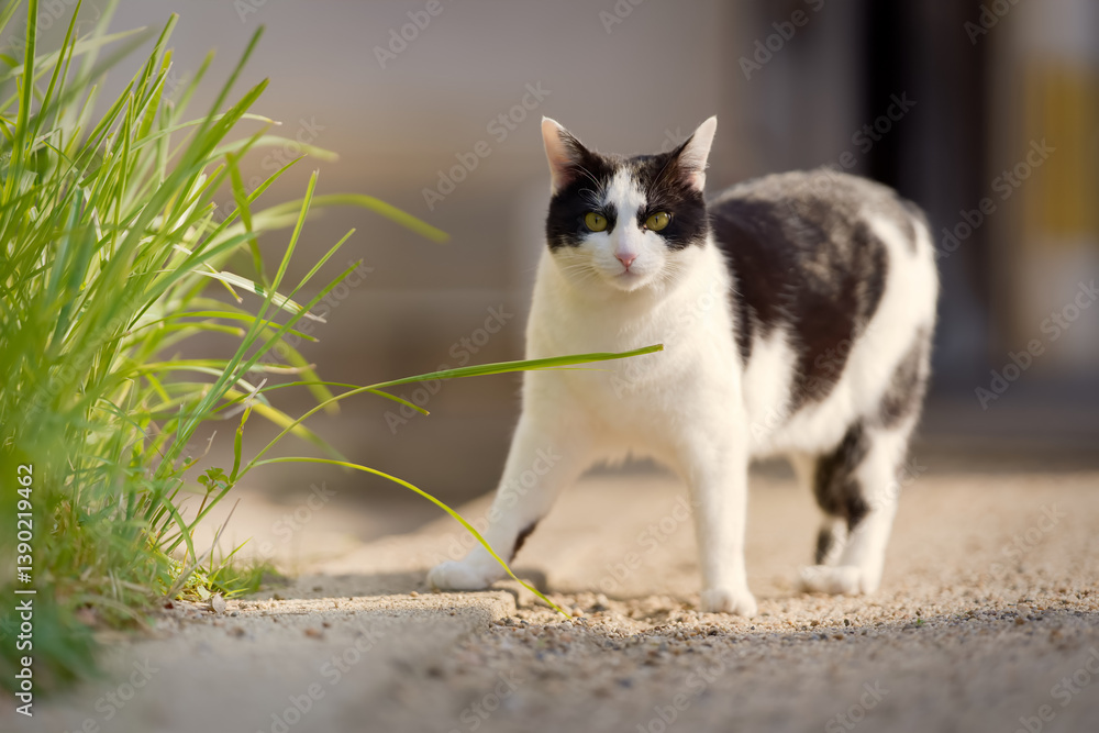 Fototapeta premium 春、活発になり始める野良猫