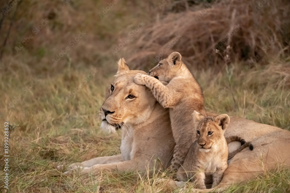 Wild cute lions , In botswana ,Africa Wild cute lions , In botswana ,Africa