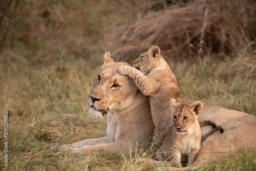 Wild cute lions , In botswana ,Africa