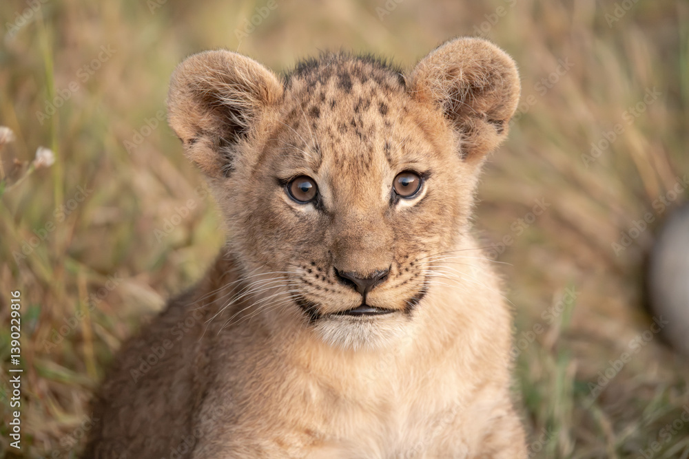 Obraz premium Wild cute lions , In botswana ,Africa