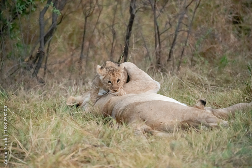 Obraz premium wild lions in botswana , Africa