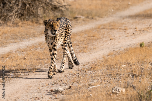 Photography Cheetah in wild savanna , Botswana , Africa