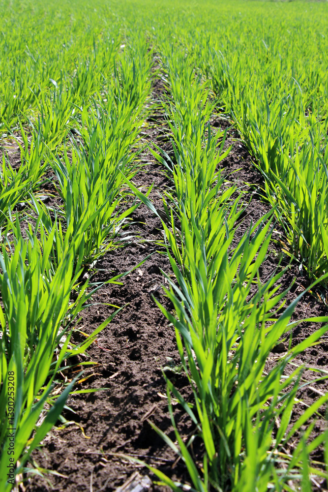 Fototapeta premium Winter wheat on a spring field