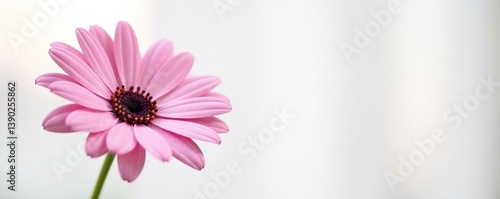 Pink daisy blooming on white backdrop with gentle blurred center,  peaceful,  botanical