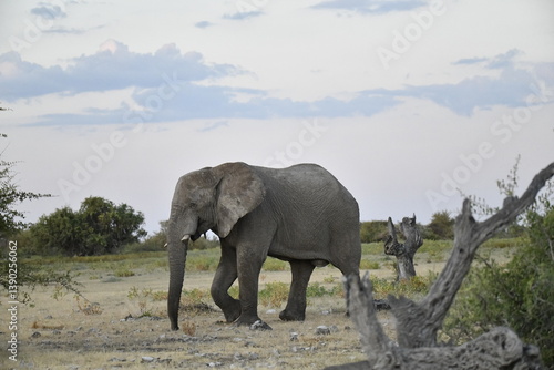 Majestic Bull Elephant in the Savannah Light – Animal of Africa