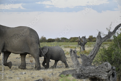 Majestic Bull Elephant in the Savannah Light – Animal of Africa