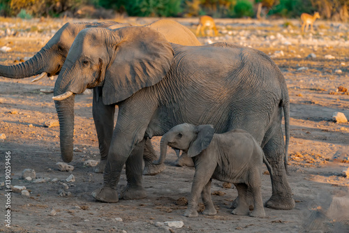 Majestic Bull Elephant in the Savannah Light – Animal of Africa