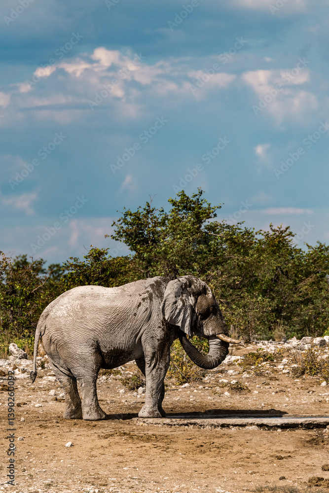 Fototapeta premium Majestic Bull Elephant in the Savannah Light – Animal of Africa