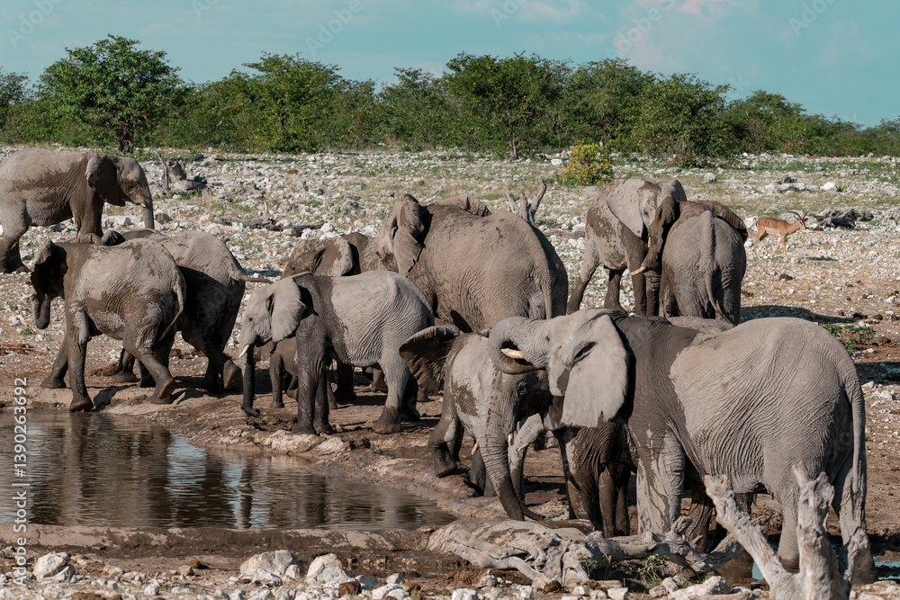 Obraz premium wild african elephant . safari botswana