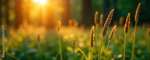 Macro image of wild grass in forest at sunset with shallow depth of field, creating an abstract summer nature background with vintage filter,  nature,  summer