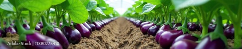 Rows of eggplant plants with ripe violet vegetables and purple flowers in a Dutch organic greenhouse farm,  flowers,  violet