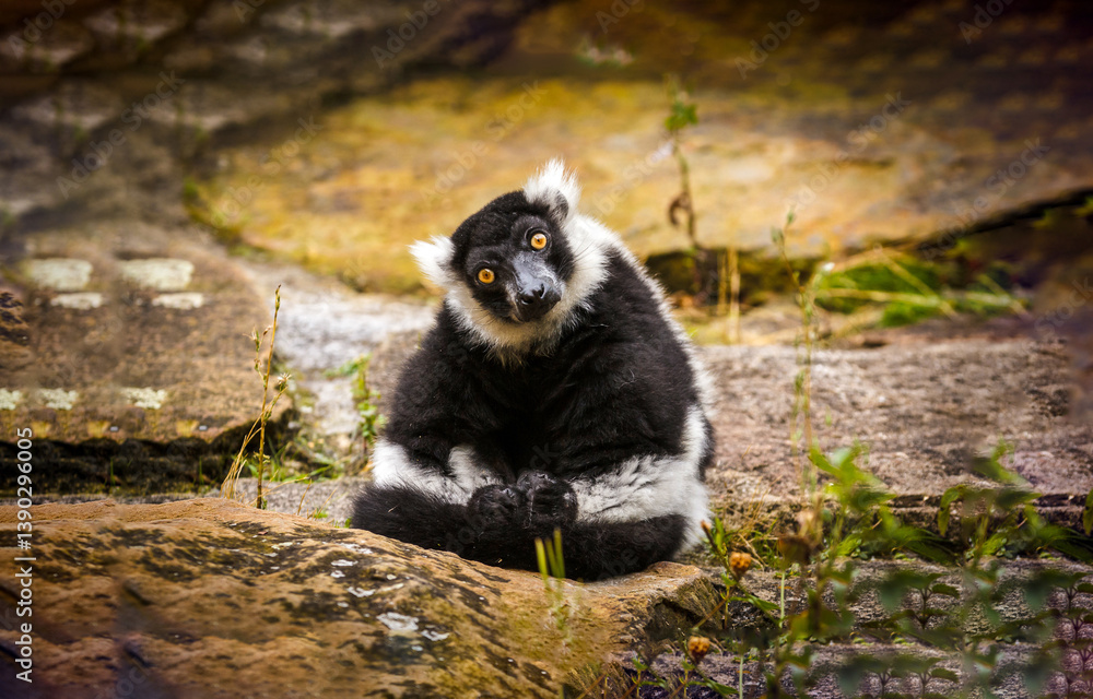 black and white lemur