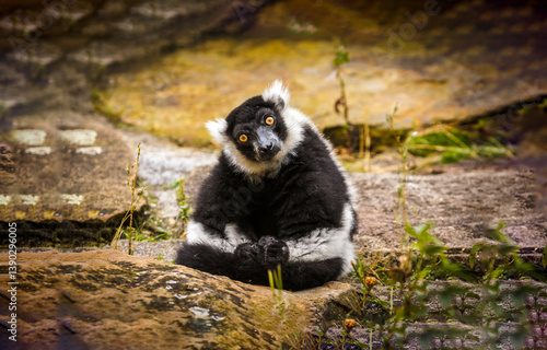 Obraz na płótnie black and white lemur w salonie