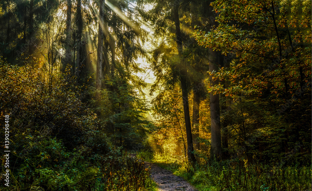 sun rays in the forest