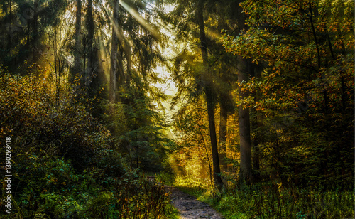 Obraz na płótnie sun rays in the forest w salonie