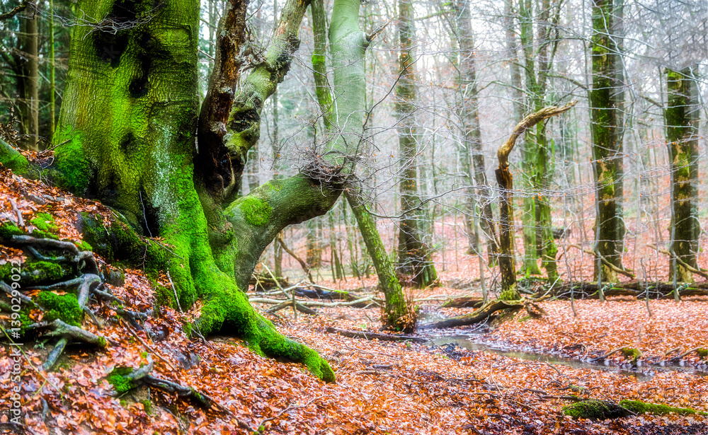 moss covered tree