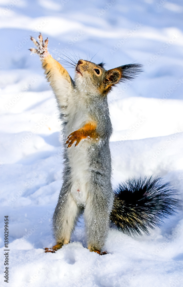 Squirrel in snow