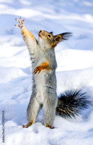 Obraz na płótnie Squirrel in snow w salonie