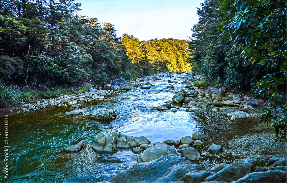 small river in the forest