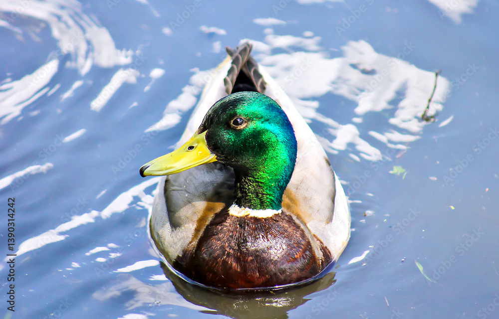 mallard duck on the water