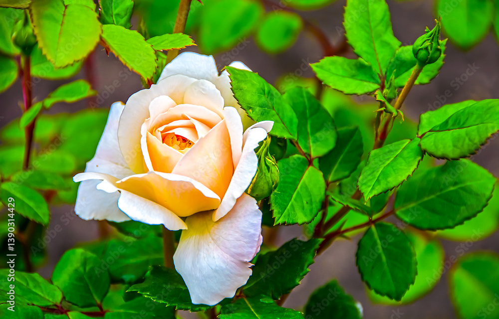 rose in the garden