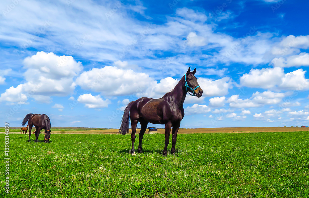 horse in the field