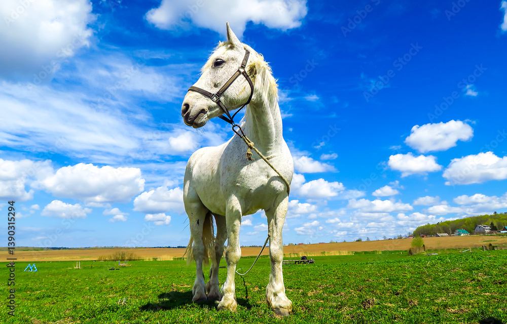 white horse on a meadow